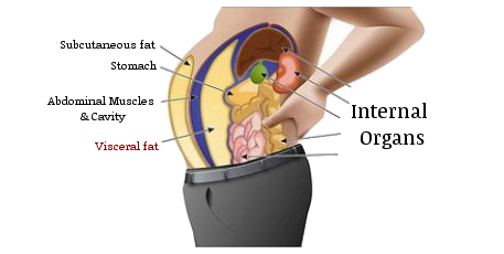 Visceral fat